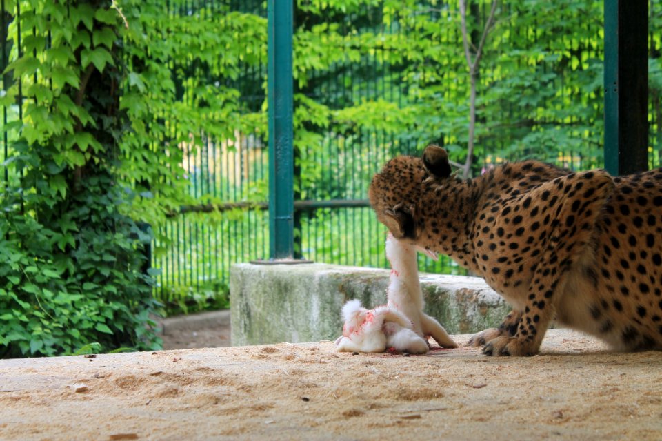 Wildlife Cheetah Fauna Terrestrial Animal