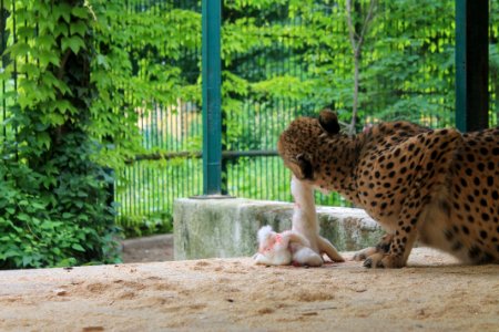 Wildlife Cheetah Fauna Terrestrial Animal photo