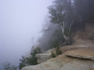Fog Hill Station Mist Tree photo