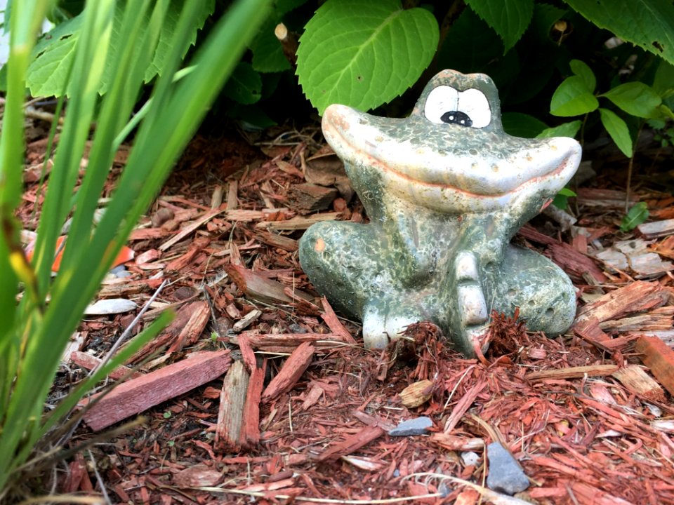 Amphibian Fauna Frog Grass