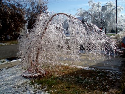 Tree Branch Water Winter