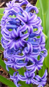 Flower Plant Hyacinth Flowering Plant photo