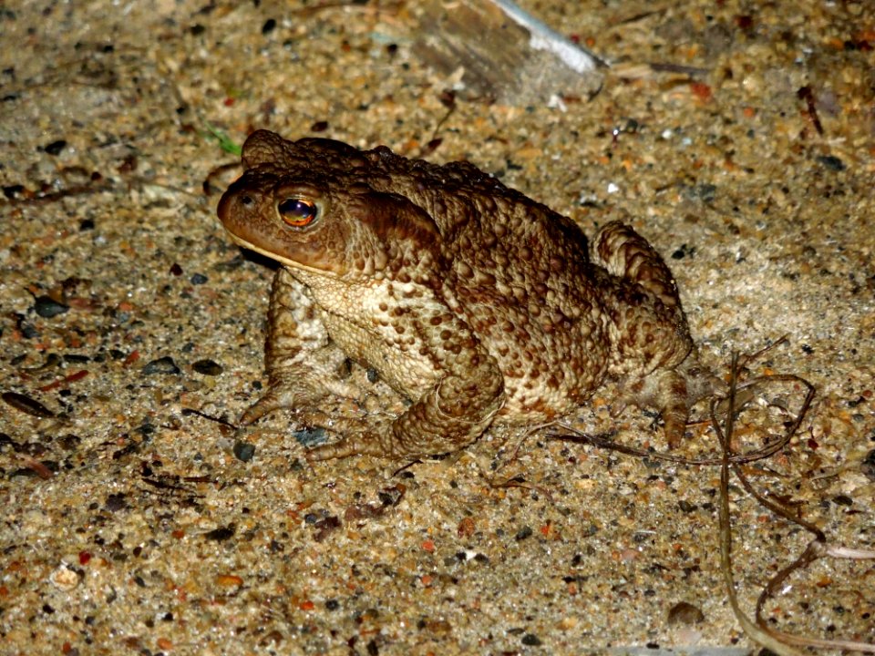 Toad Amphibian Ranidae Fauna