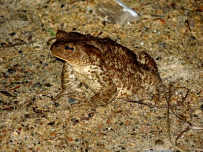 Toad Amphibian Ranidae Fauna