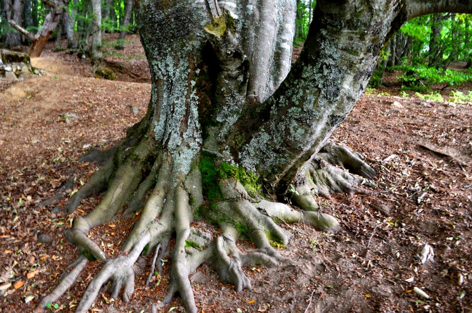 Root Tree Plant Woody Plant