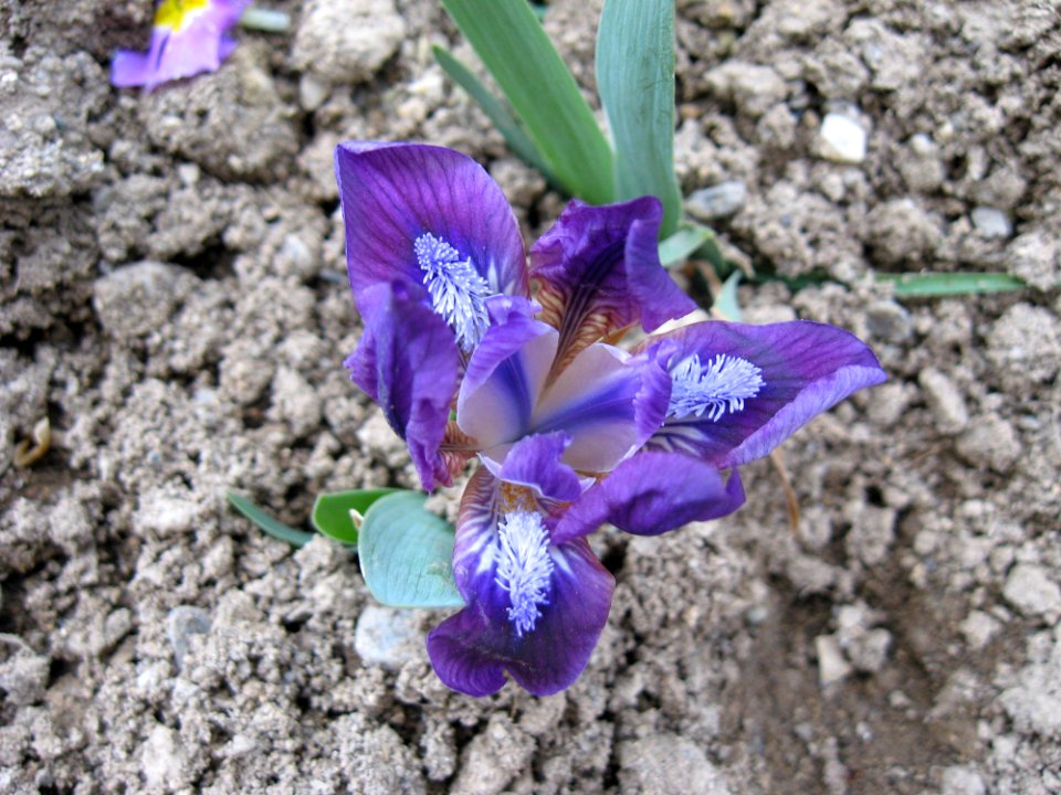 Flower Plant Flowering Plant Flora