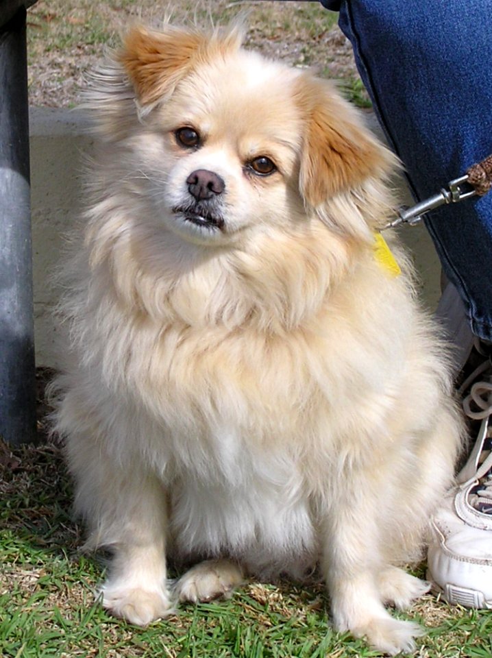 Dog Dog Like Mammal Tibetan Spaniel Dog Breed