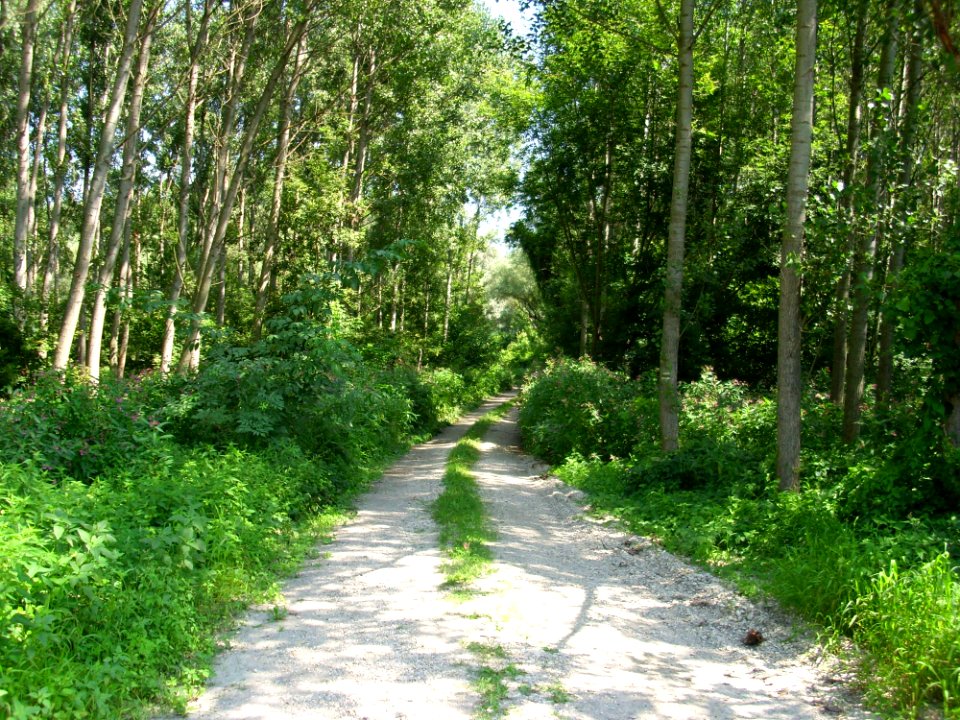 Vegetation Path Ecosystem Nature Reserve