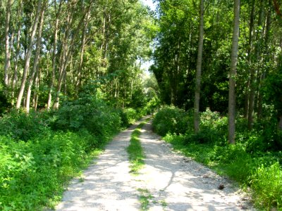 Vegetation Path Ecosystem Nature Reserve