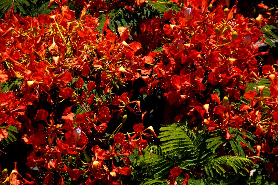 Plant Leaf Vegetation Autumn