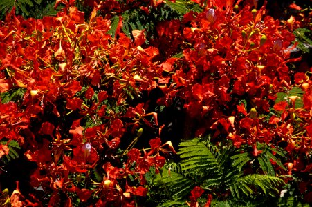 Plant Leaf Vegetation Autumn photo