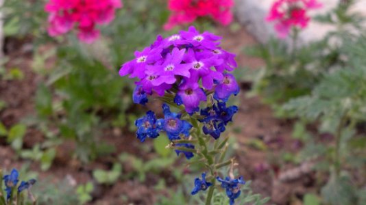 Flower Plant Flowering Plant Purple