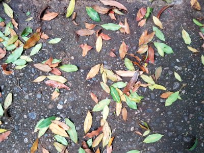 Leaf Plant Flora Soil