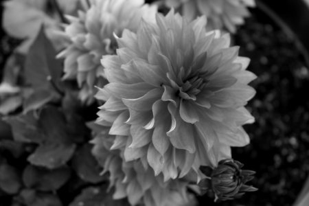 Flower Black And White Monochrome Photography Flora photo