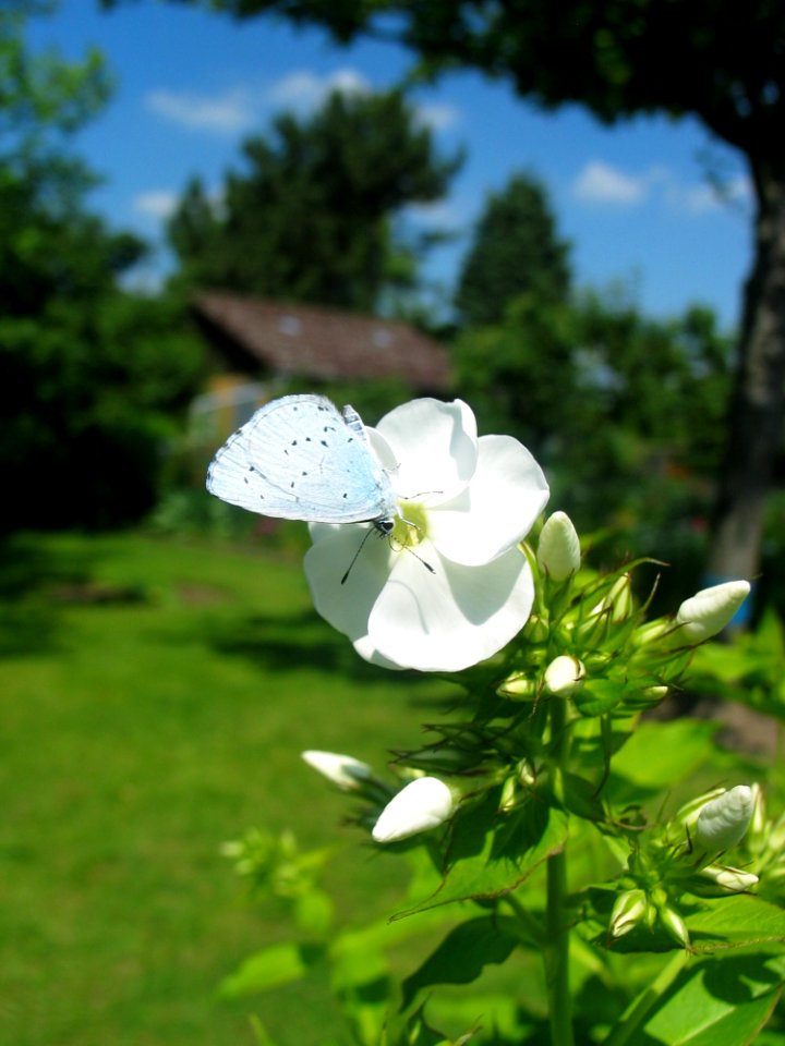 Flower Plant Flora Spring