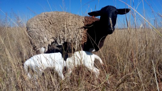 Sheep Horn Grassland Pasture