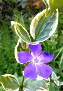 Plant Flora Flower Violet Family photo