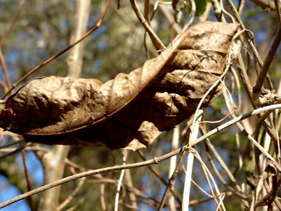 Leaf Plant Branch Tree
