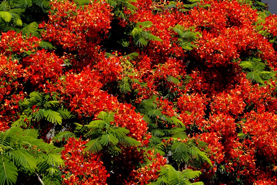 Vegetation Plant Flora Leaf