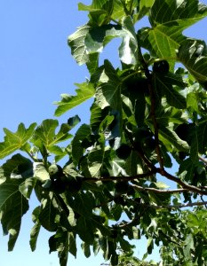 Plant Leaf Tree Fruit Tree