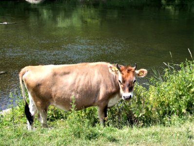 Cattle Like Mammal Fauna Wildlife Pasture photo