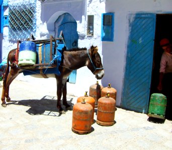 Horse Horse Like Mammal Pack Animal Horse Harness