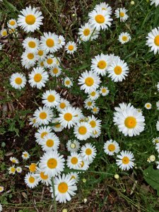 Flower Plant Oxeye Daisy Chamaemelum Nobile