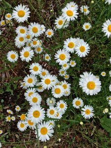 Flower Plant Oxeye Daisy Chamaemelum Nobile photo