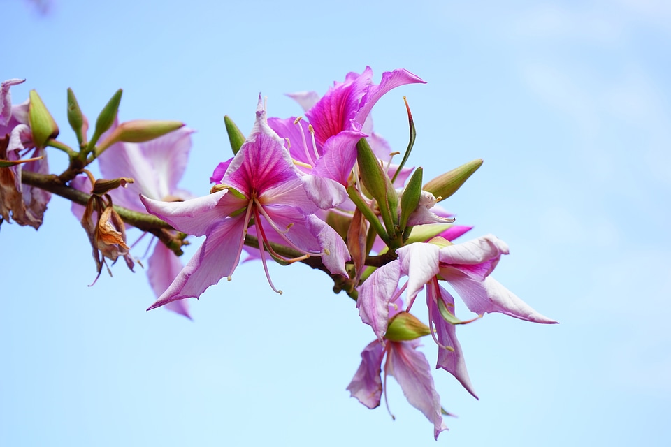 Bauhinie bauhinia orchid tree