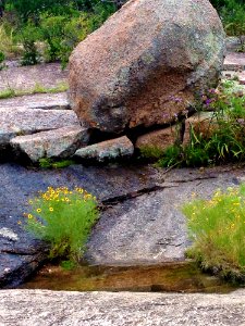 Rock Boulder Vegetation Bedrock