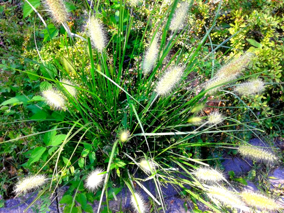 Plant Vegetation Grass Grass Family