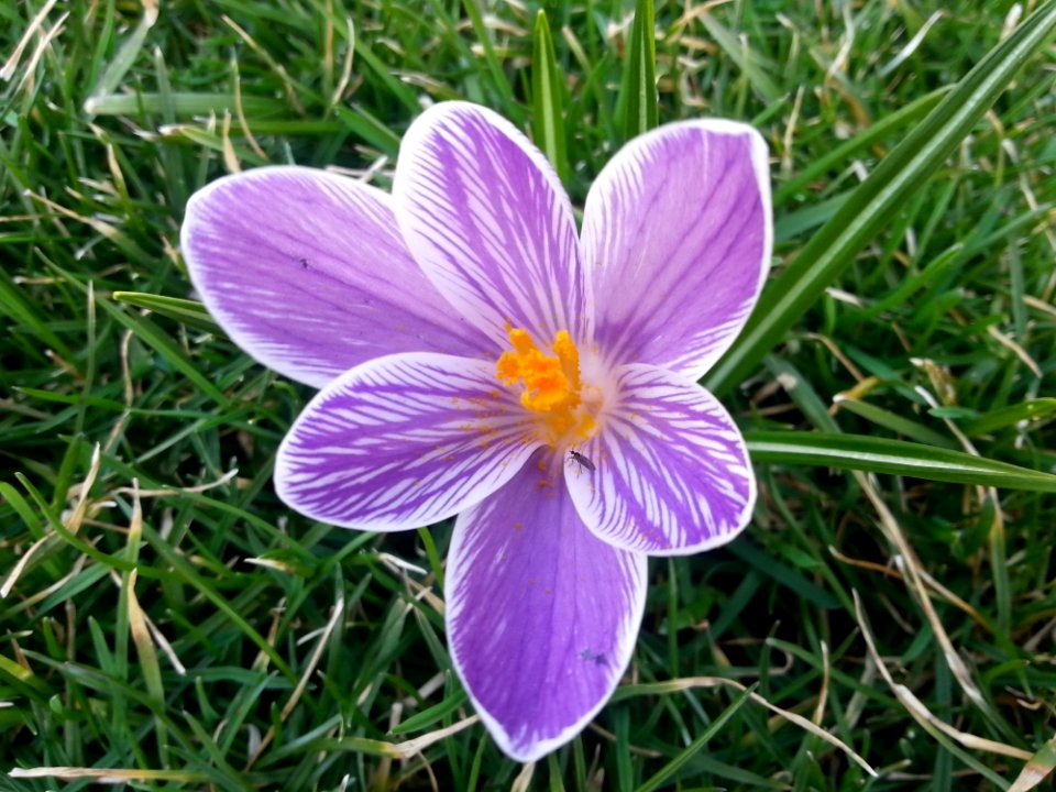 Flower Crocus Flora Plant