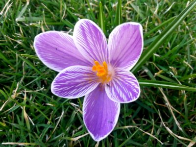 Flower Crocus Flora Plant