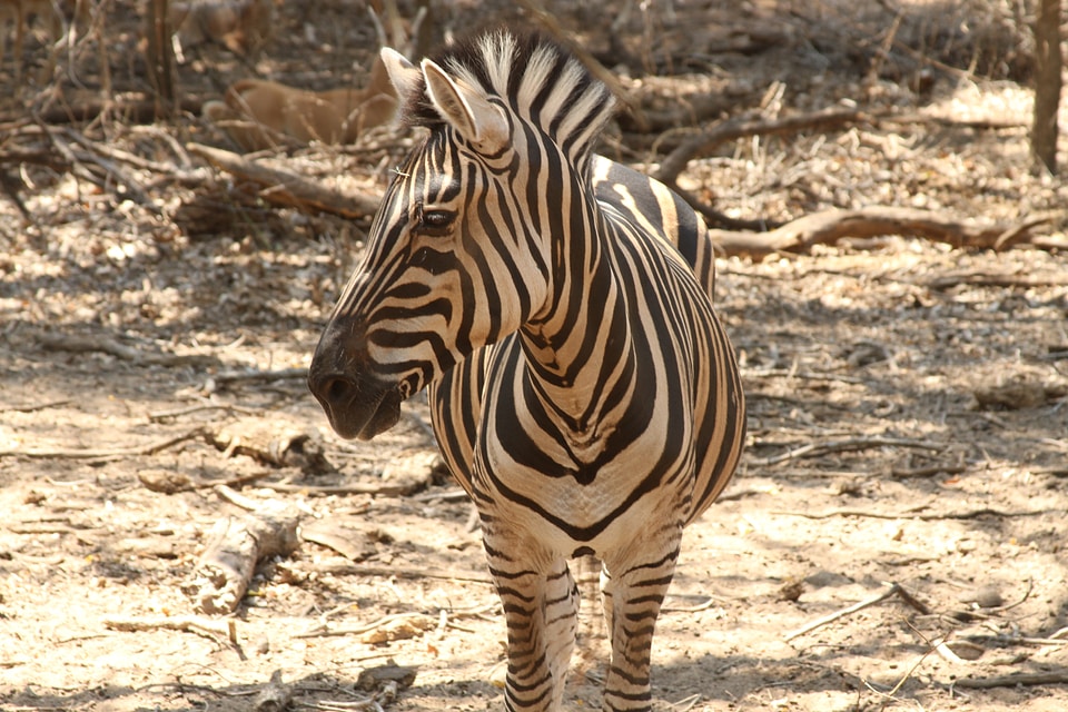 Zoo animal wildlife