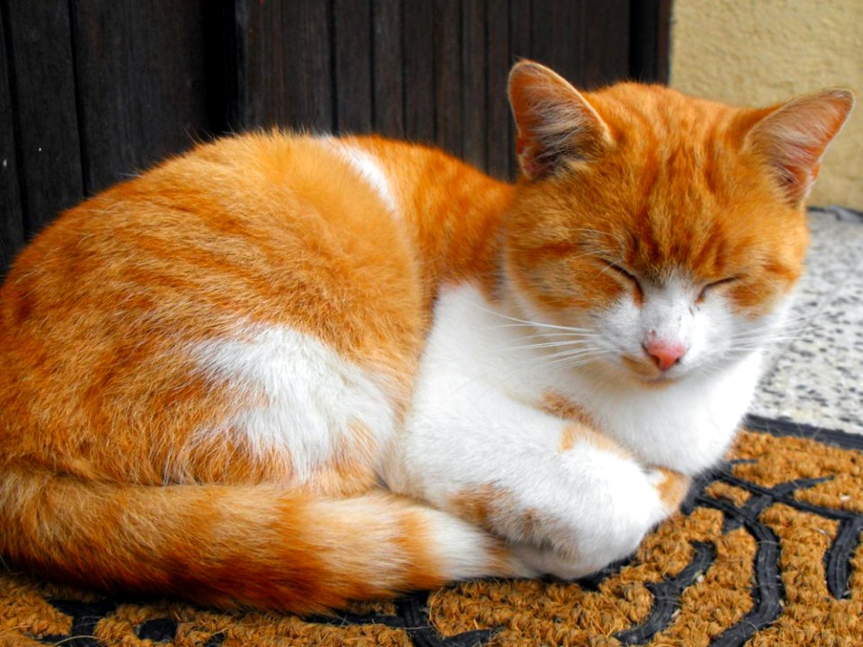 Cat Whiskers Small To Medium Sized Cats Fauna