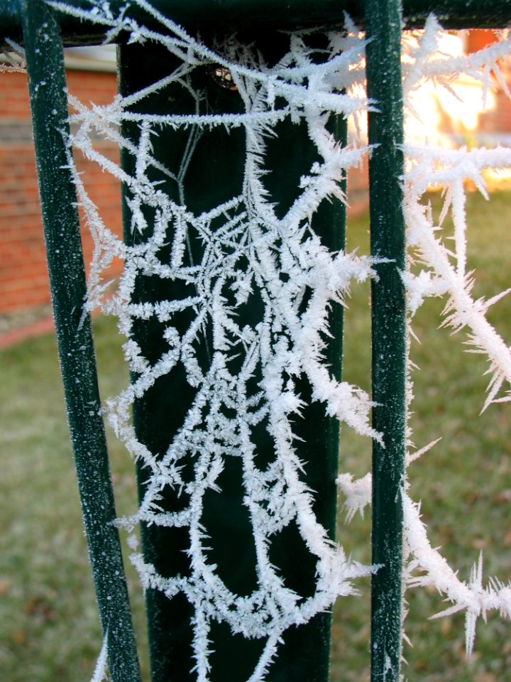 Spider Web Frost Freezing Winter