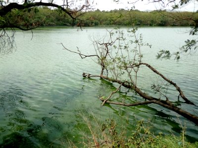 Water Nature Reserve Lake Vegetation photo