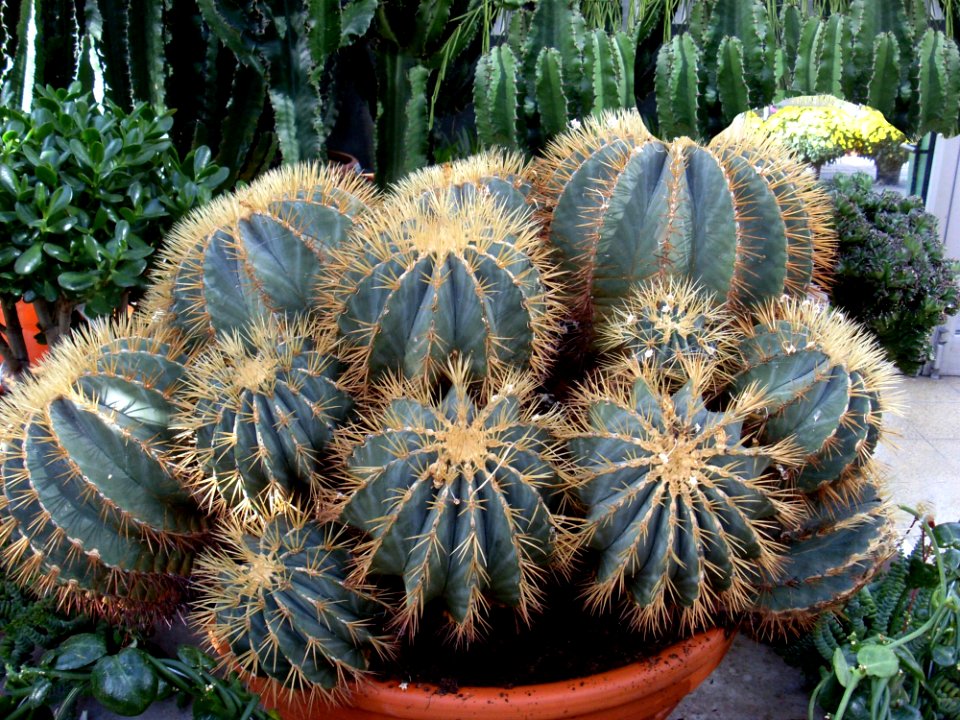 Plant Cactus Vegetation Hedgehog Cactus