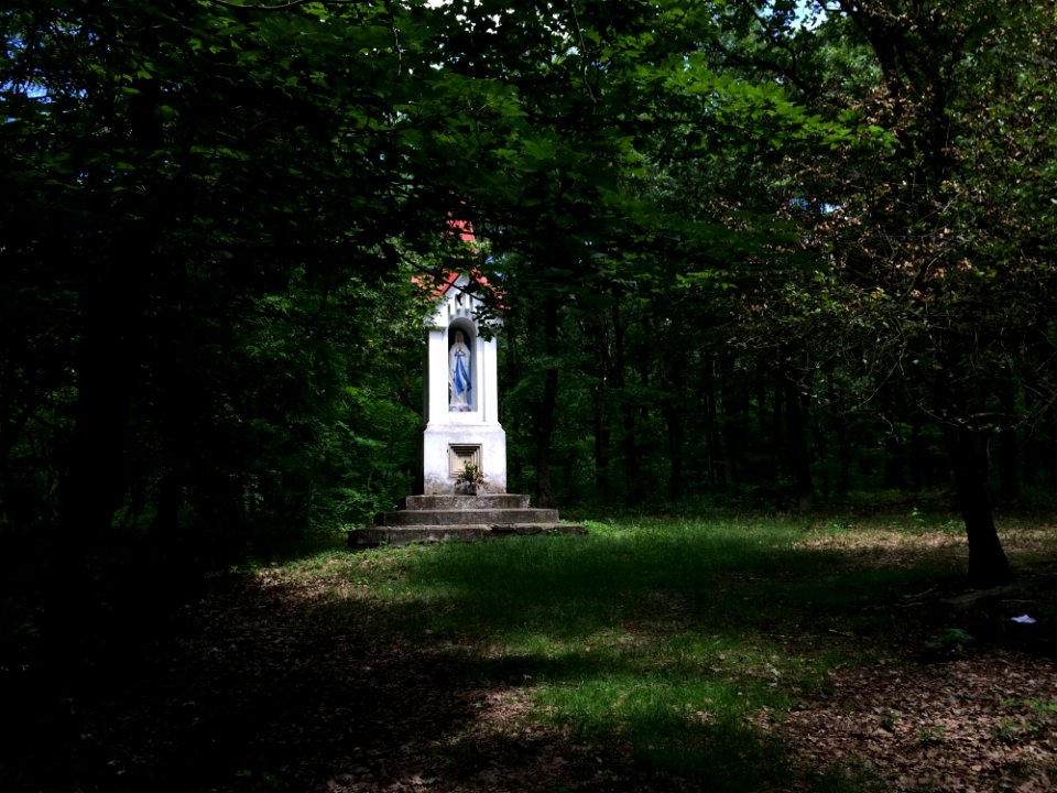 Tree Woodland Path Monument
