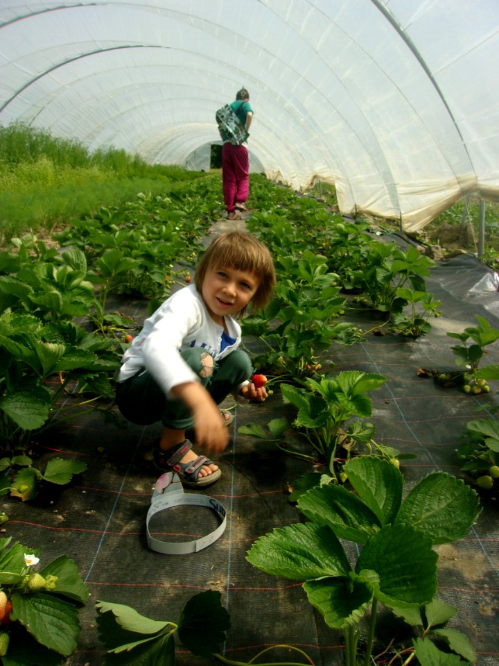 Plant Water Agriculture Leaf