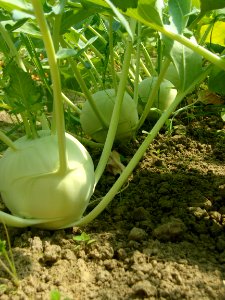 Vegetable Plant Kohlrabi Produce