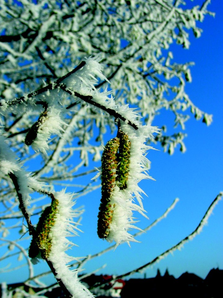 Branch Sky Tree Spring photo