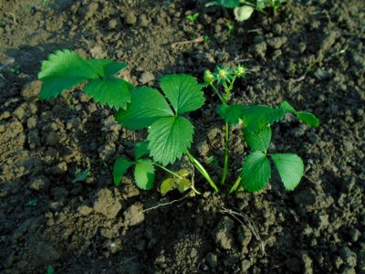 Plant Leaf Vegetation Soil photo