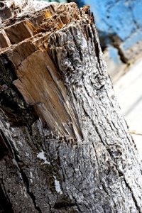 Wood Tree Rock Trunk photo