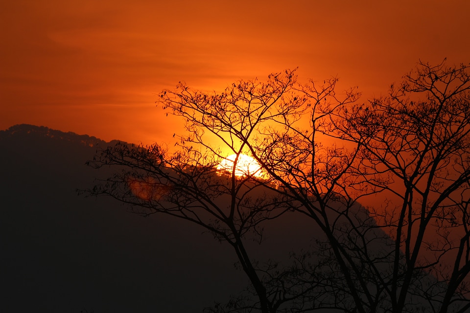 Dusk orange trees