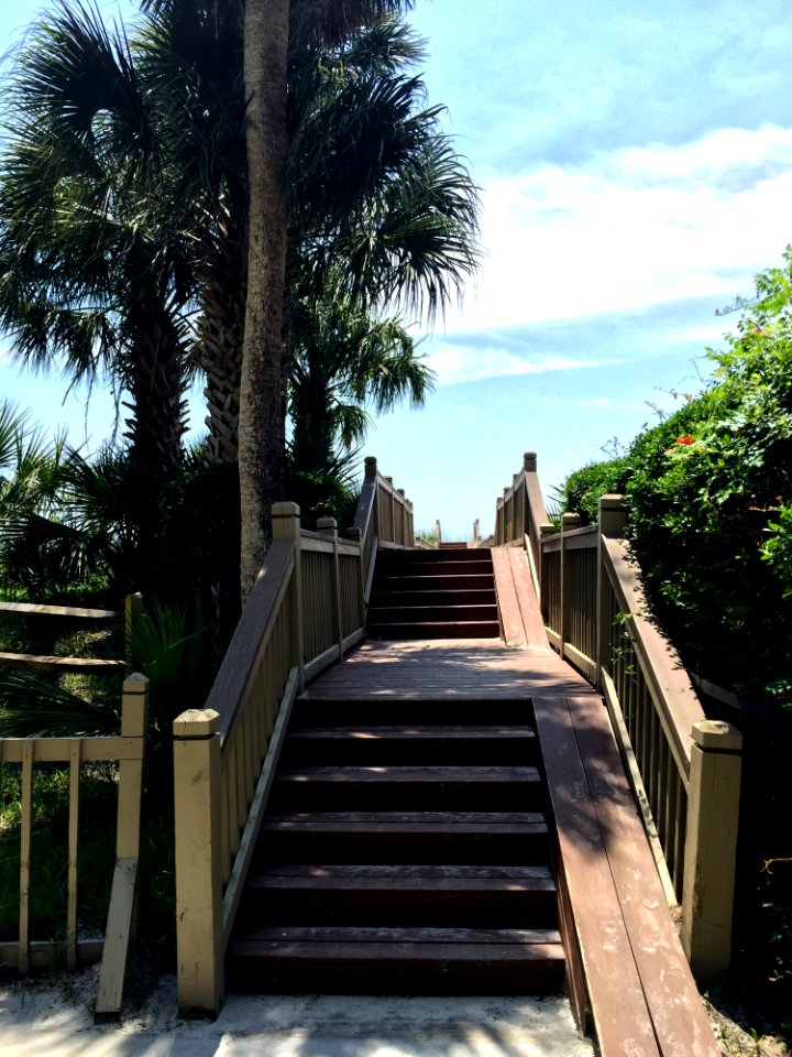 Property Walkway Tree Arecales