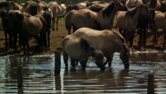 Herd Wildlife Cattle Like Mammal Fauna