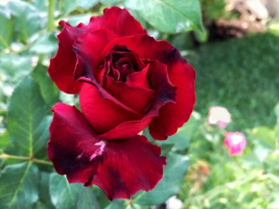 Rose Flower Rose Family Garden Roses