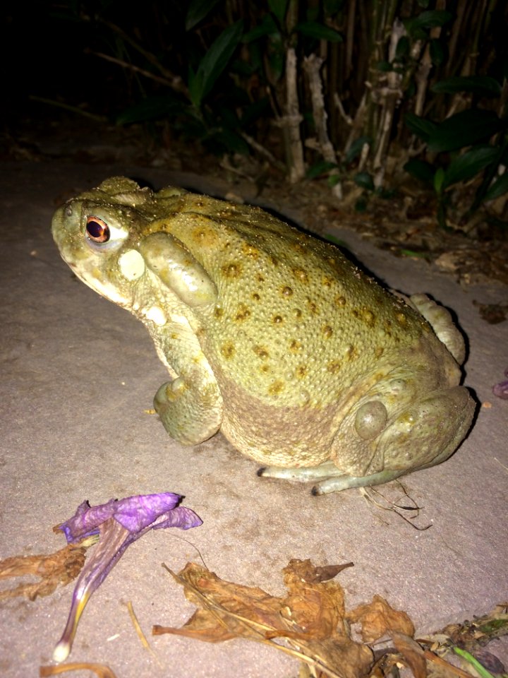 Toad Ranidae Amphibian Fauna