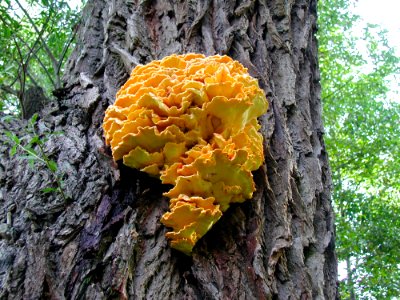 Fungus Medicinal Mushroom Tree Mushroom